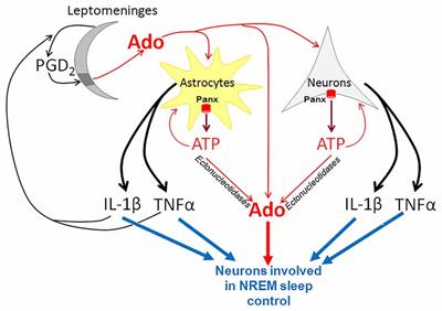 Pannexins Are Potential New Players in the Regulation of Cerebral Homeostasis during Sleep-Wake Cycle